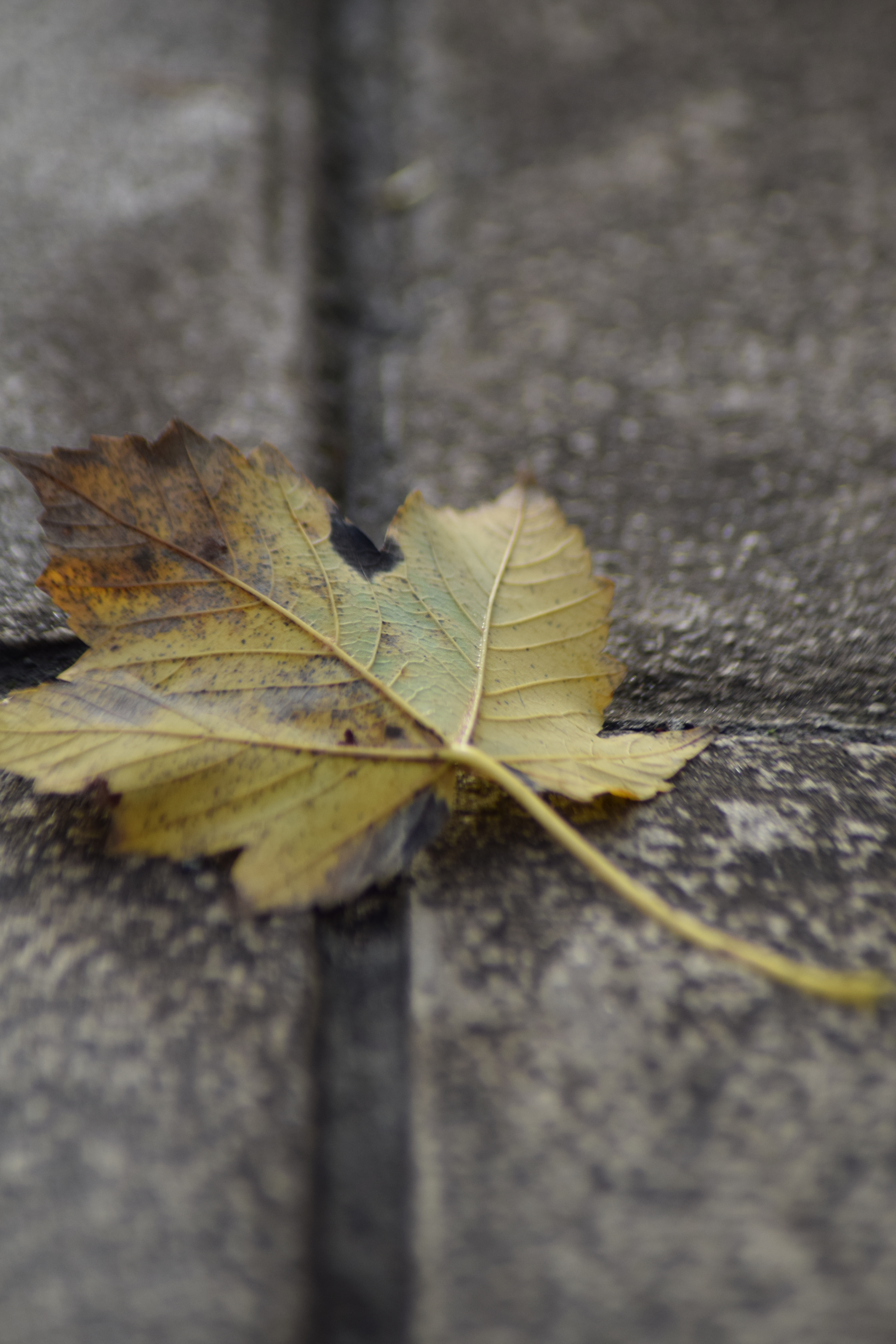 leaf-on-the-pavement